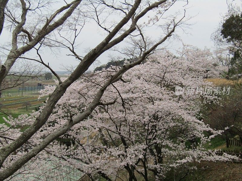 日本。4月。到处都是樱花。