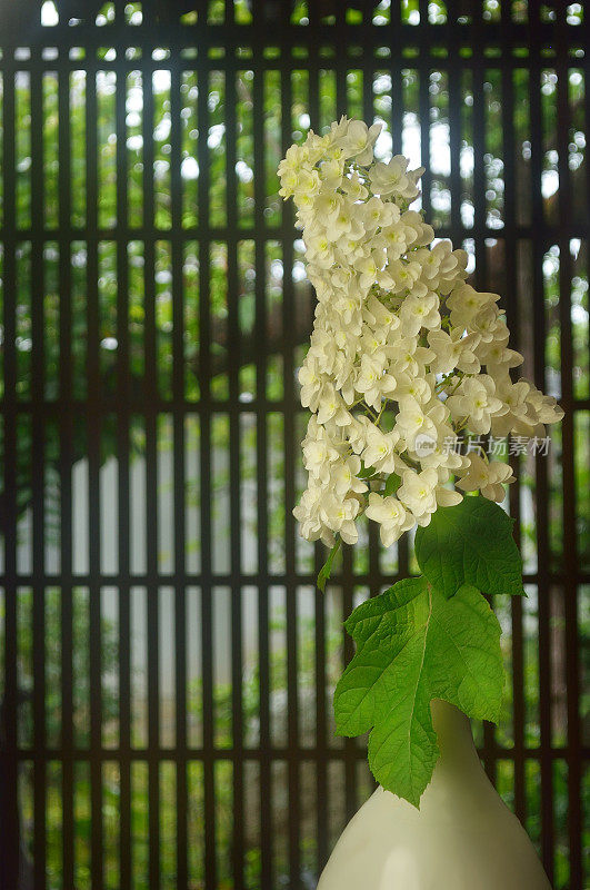 花瓶里的白色绣球花