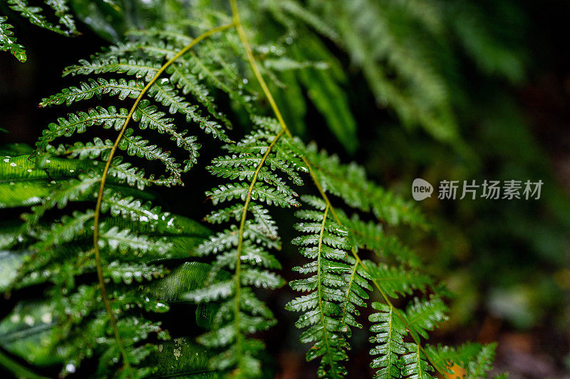 郁郁葱葱的绿色植物在热带丛林森林马来西亚槟城岛