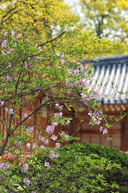 杜鹃花和传统韩屋