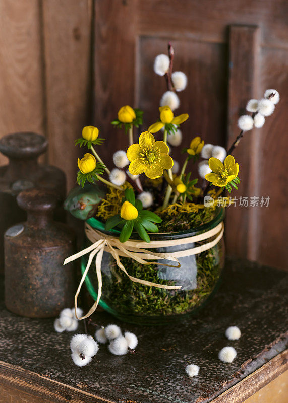 美丽的春季植物区系安排与黄色冬季乌头花和柳絮在玻璃罐。