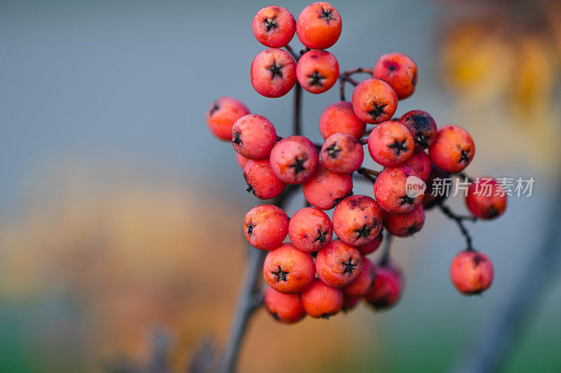 花楸在树枝上。