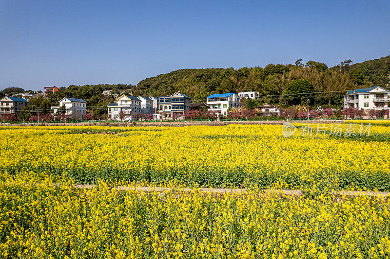 农村房屋和油菜花田鸟瞰图