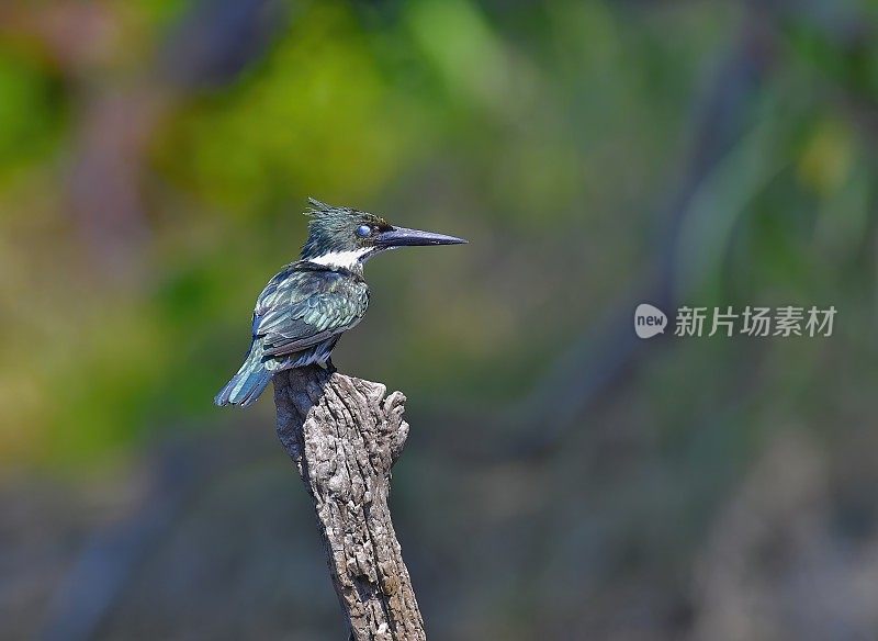 亚马逊翠鸟栖息