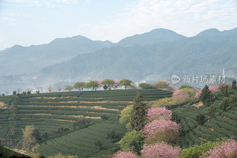 山谷里的茶园里种满了樱花