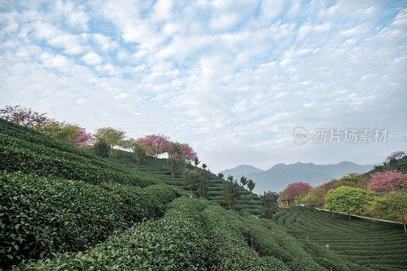 山谷里的茶园里种满了樱花