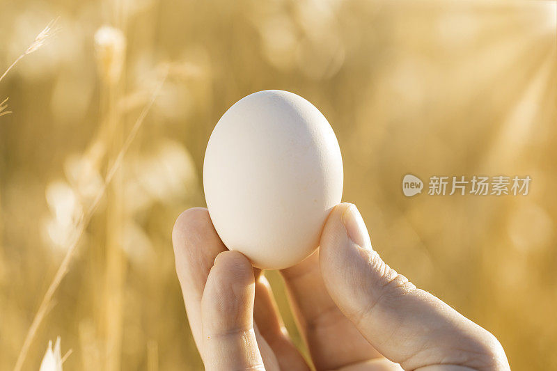 天然有机新鲜鸡蛋，农场背景，阳光。生的自由放养母鸡蛋手握在风景。白色禽蛋与户外自然背景