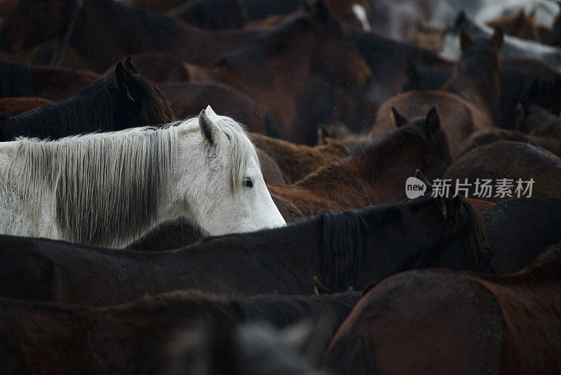 一匹白马站在一大群棕色的马中间