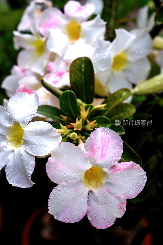 腺草(学名)是夹竹桃科的一种植物，它能开出美丽的花朵。