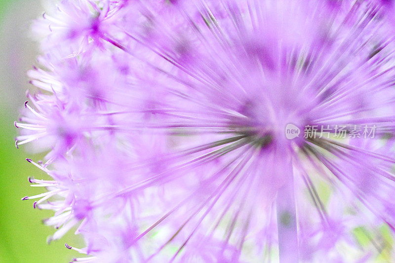 葱属植物的花