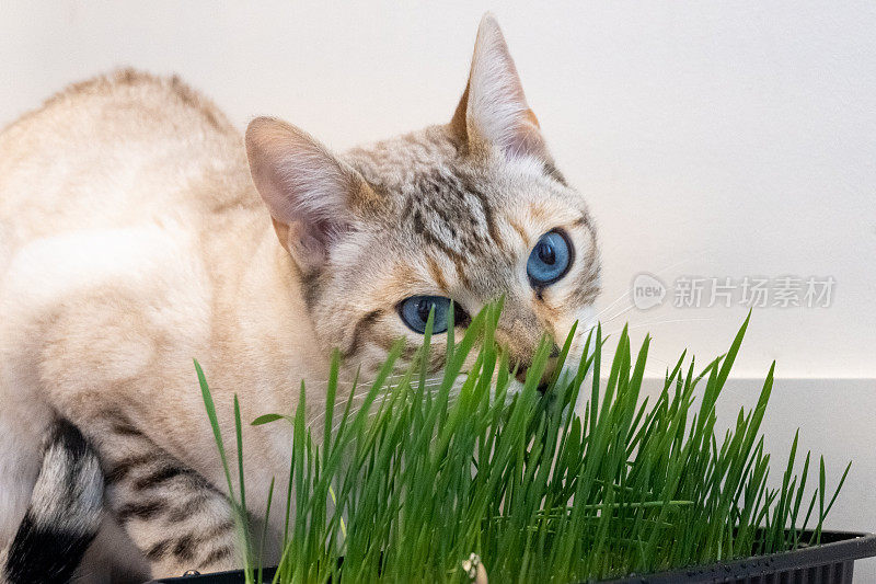 蓝眼睛的孟加拉猫在吃草