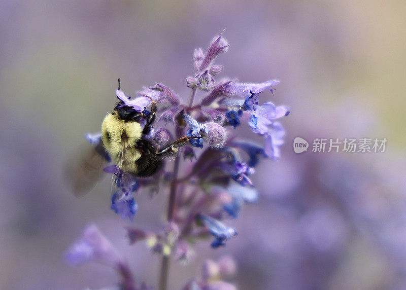 大黄蜂吃有机薄荷