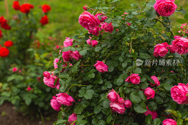 红玫瑰背景。夏天的花园。园艺