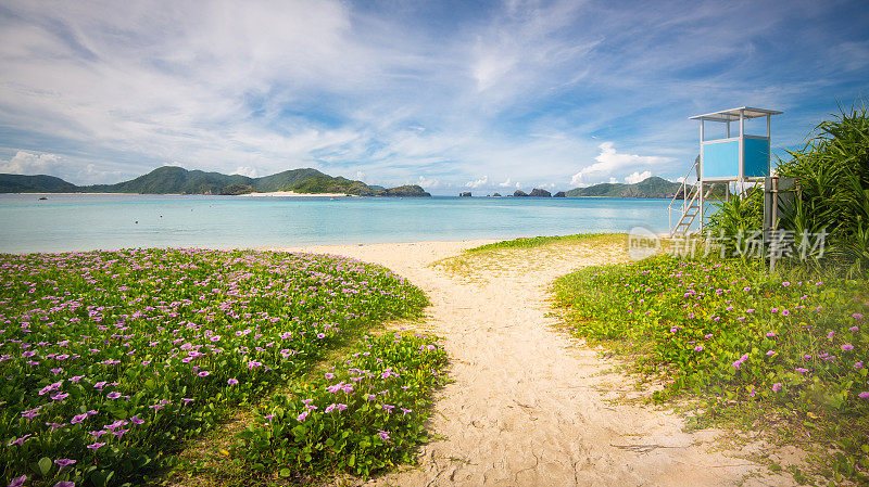 冲绳扎美岛原始海滩上野生的紫色花朵