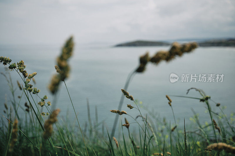 近距离拍摄康沃尔郡纽基彭泰特的野草，背景是纽基湾散焦。