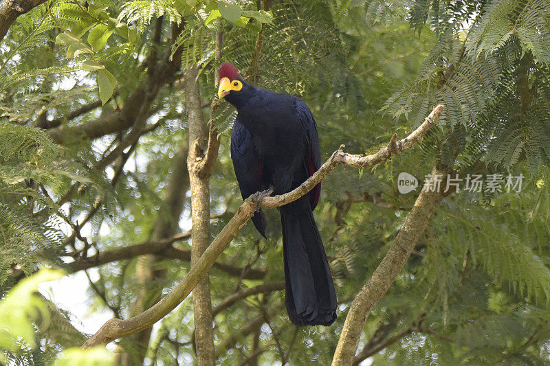 罗斯的Turaco