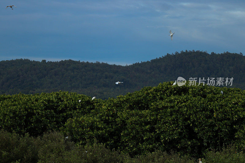 一群苍鹭优雅地在红树林上空翱翔，