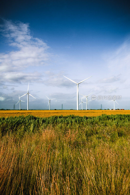 在黄金时段，农业景观中的风力发电厂的风力涡轮机