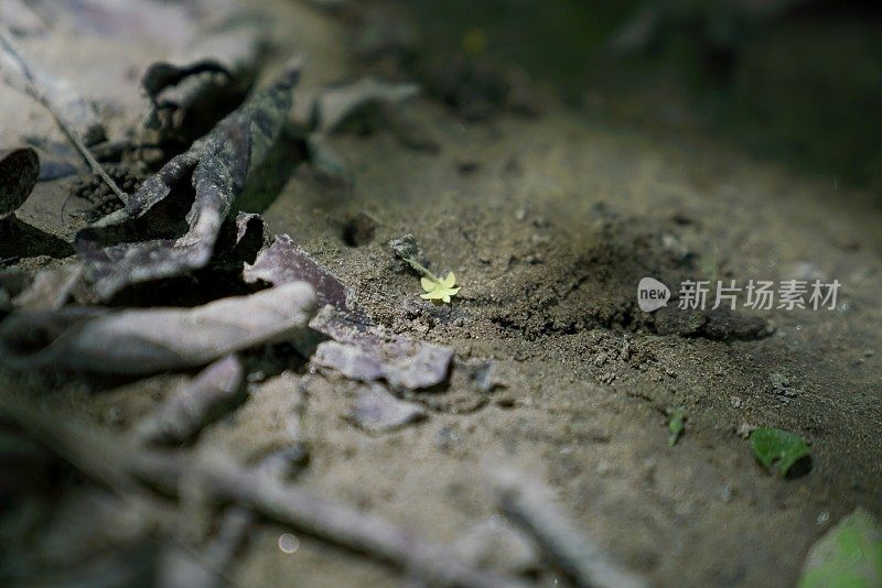 在森林的地面上