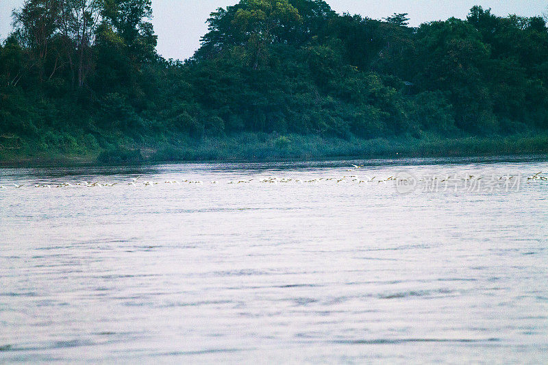 大群泰国鹤在湄公河上飞行