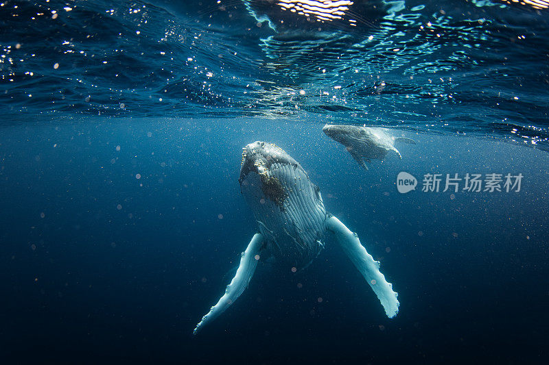 与母座头鲸和幼鲸在开阔的海面上游泳时面对面的相遇