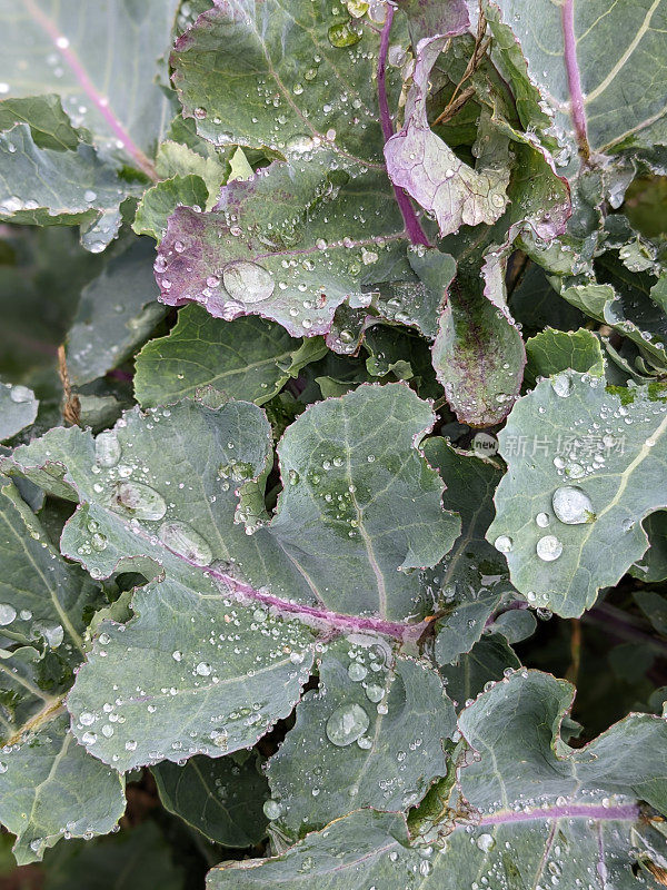 野卷心菜和雨滴