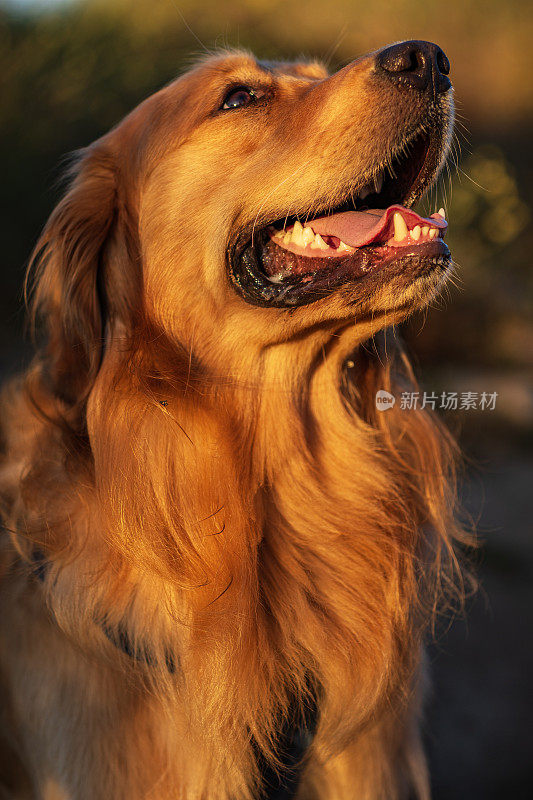 在温暖的午后阳光下，金毛猎犬在草地上散步的肖像。