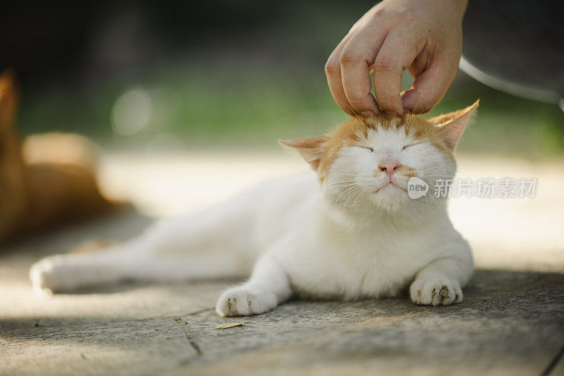 有人在抚摸一只街头小猫