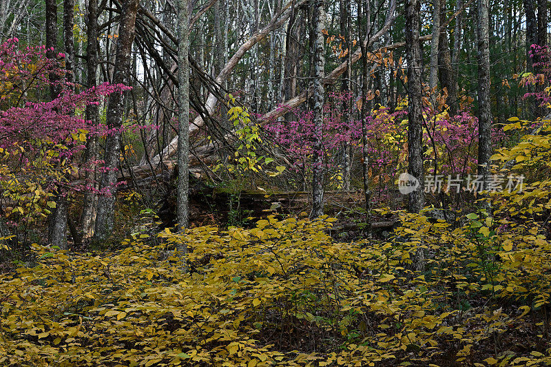 秋林中的刺角木和有翅的卫矛