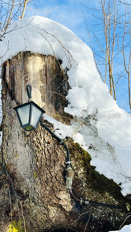 树桩和路灯上的雪