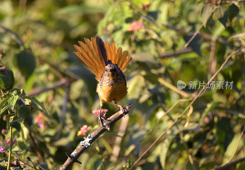 红顶Robin-Chat