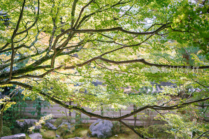 日本京都秋天绿枫和红枫的图案背景