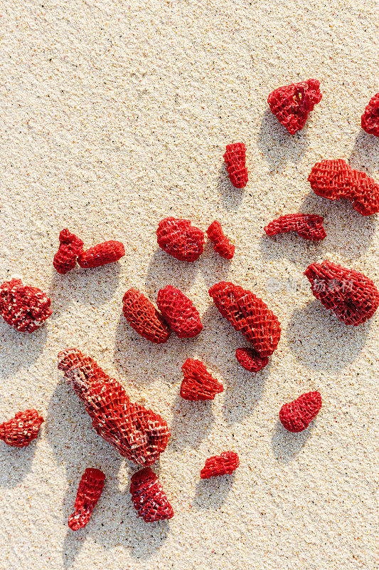 沙滩上的红珊瑚碎片。俯视图生动的珊瑚与太阳的阴影作为最小的图案，在阳光下的细沙在海岸的海洋。静物构图美学。暑假概念。