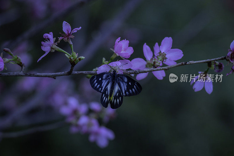 蝴蝶和盛开的樱花