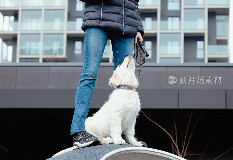 拴着皮带的金毛猎犬和女孩主人一起在城市户外。