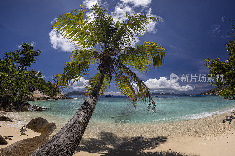 塞舌尔天堂海滩上的棕榈树