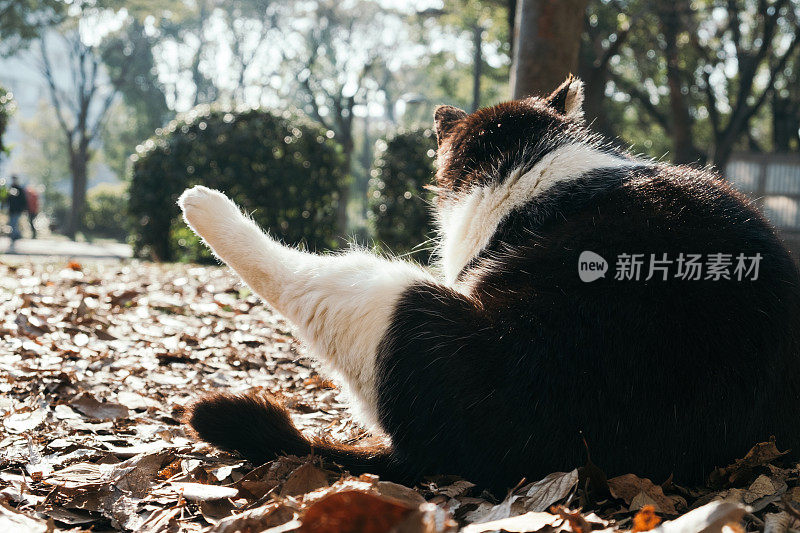 一只黑白相间的猫坐在落叶上，后腿伸开