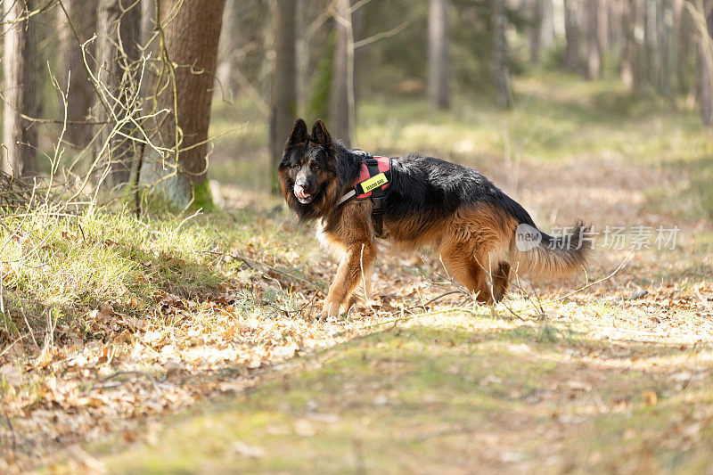 德国牧羊犬在森林里训练搜救犬