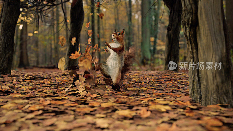 红松鼠在落叶上跳舞