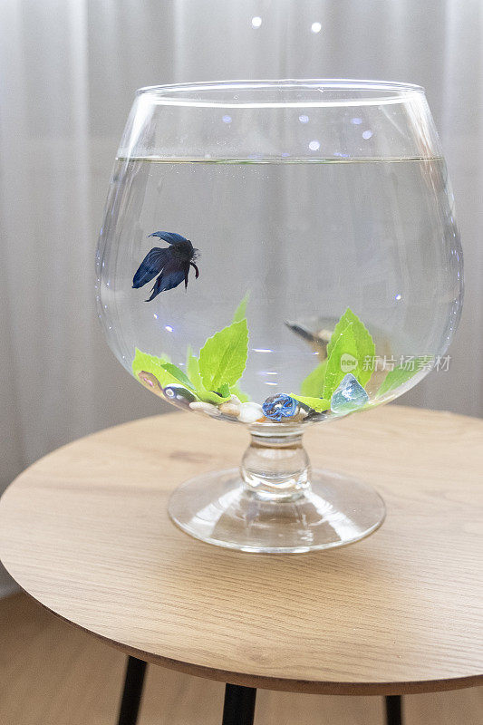 一个干邑杯形状的鱼缸和一条水族馆蓝斗鱼。