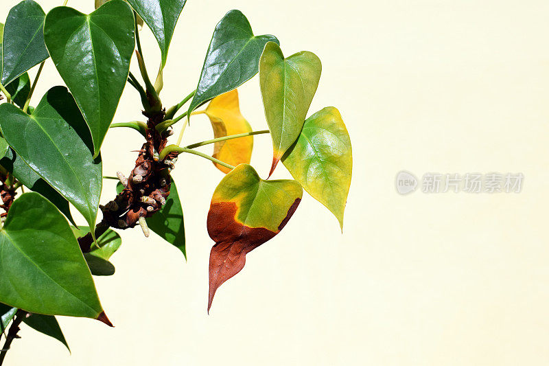 红掌叶变褐、变黄或变干。植物问题，室内植物护理的概念