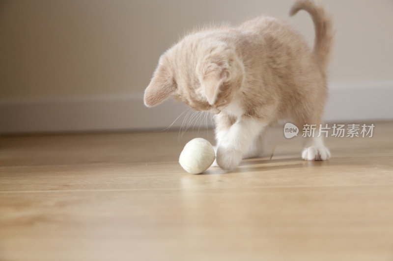 苍白的姜黄色和白色的小猫在玩球