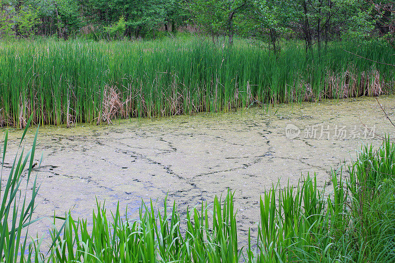小河上长满了浮萍和芦苇