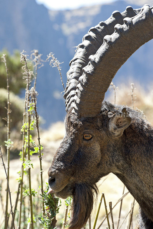 在埃塞俄比亚塞米恩山脉拍摄的一只瓦利亚野山羊的珍稀野生动物