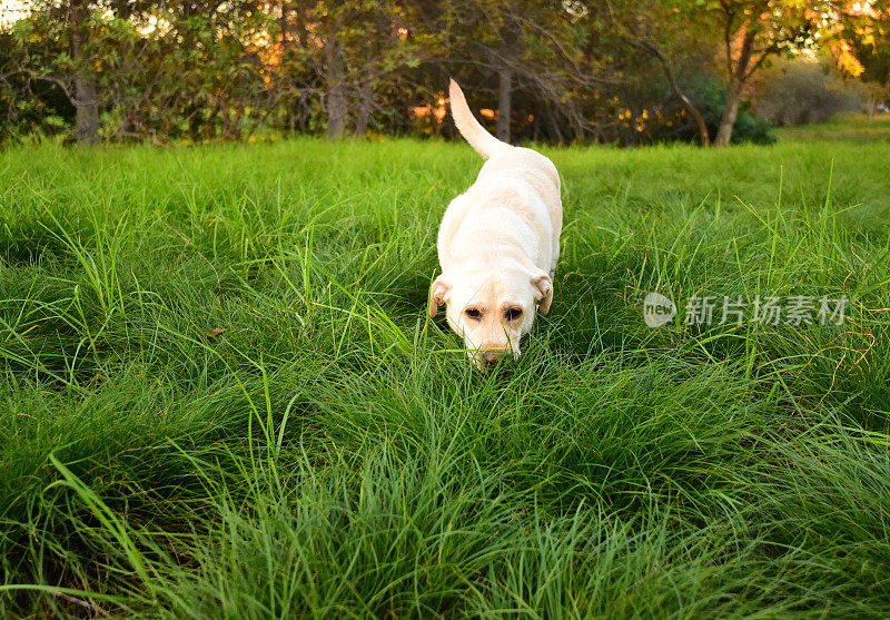 拉布拉多寻回犬