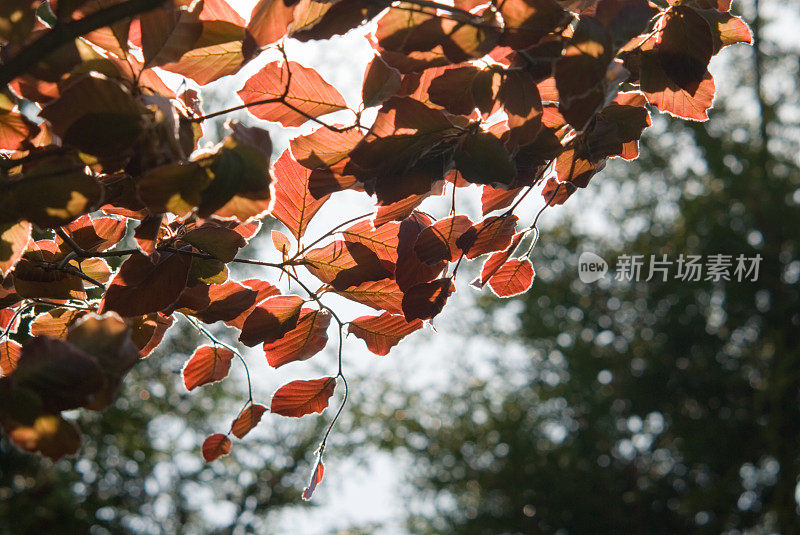 花园里常见的山毛榉