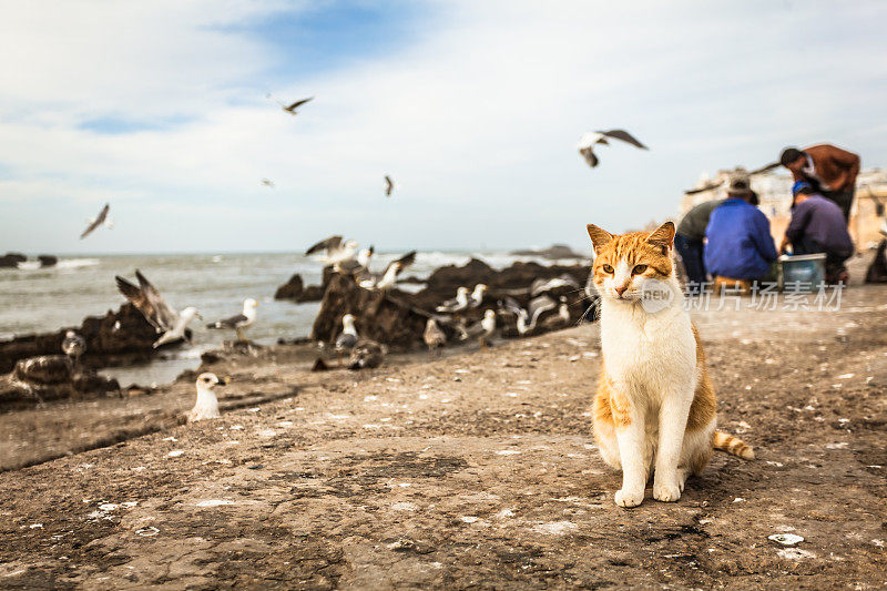 摩洛哥埃绍伊拉港的猫和渔民