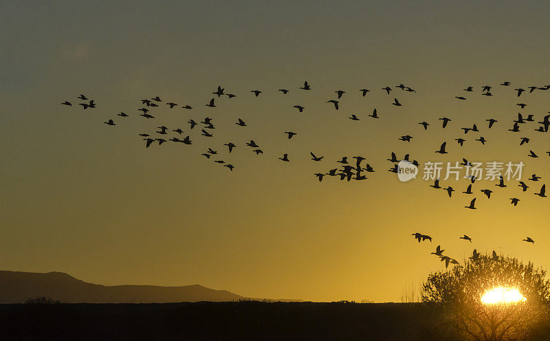 一群轮廓鲜明的鸟飞过早晨的太阳