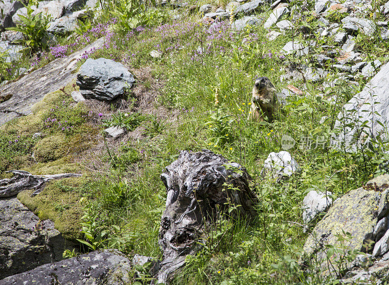 在瑞士阿尔卑斯山吃野生土拨鼠