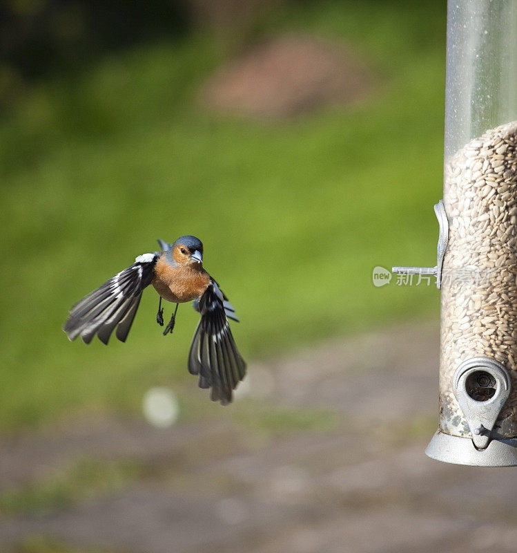 苍头燕雀接近birdfeeder